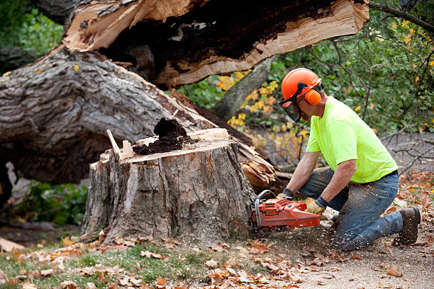 Best Tree Trimming Near Me  in Nes, IL